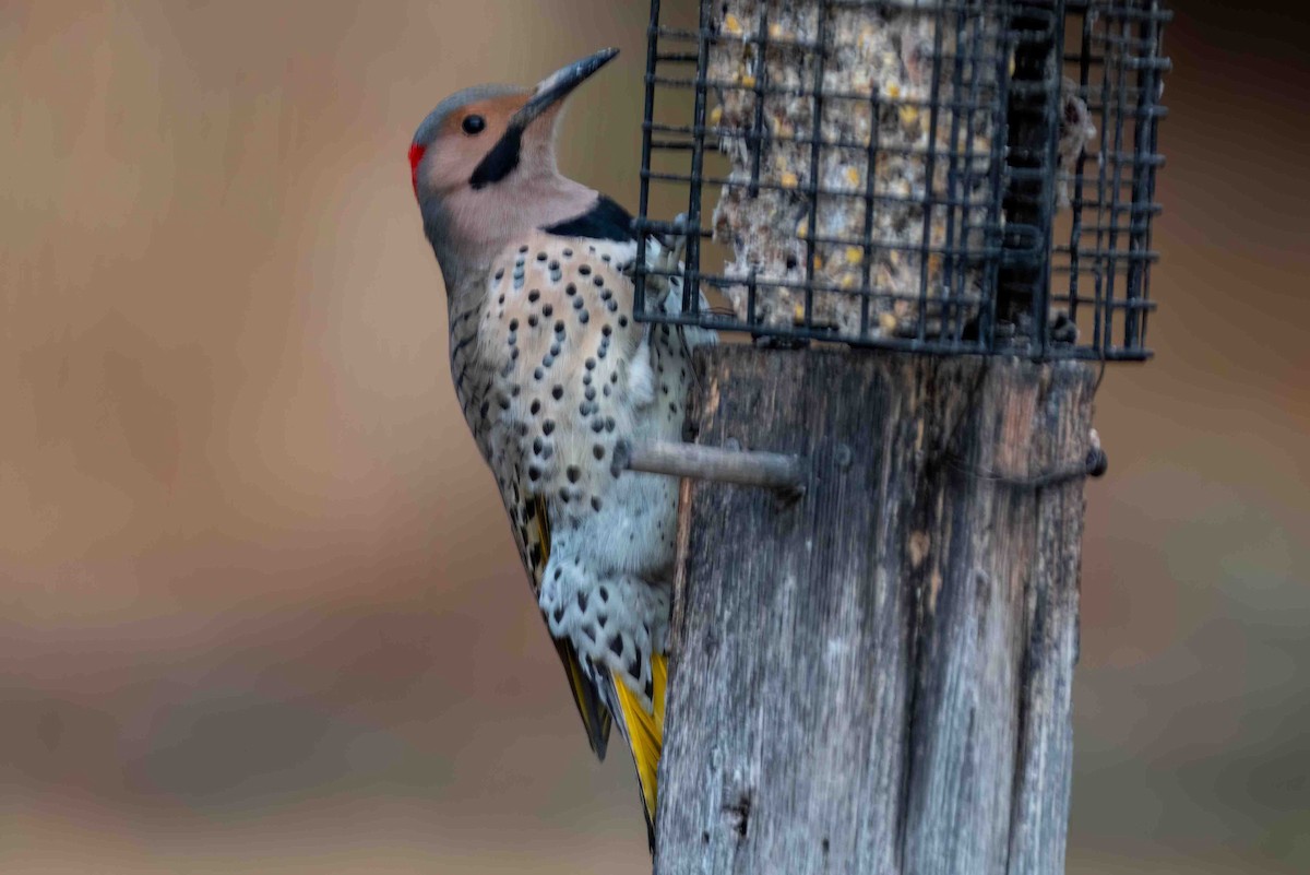 Northern Flicker - ML647907665