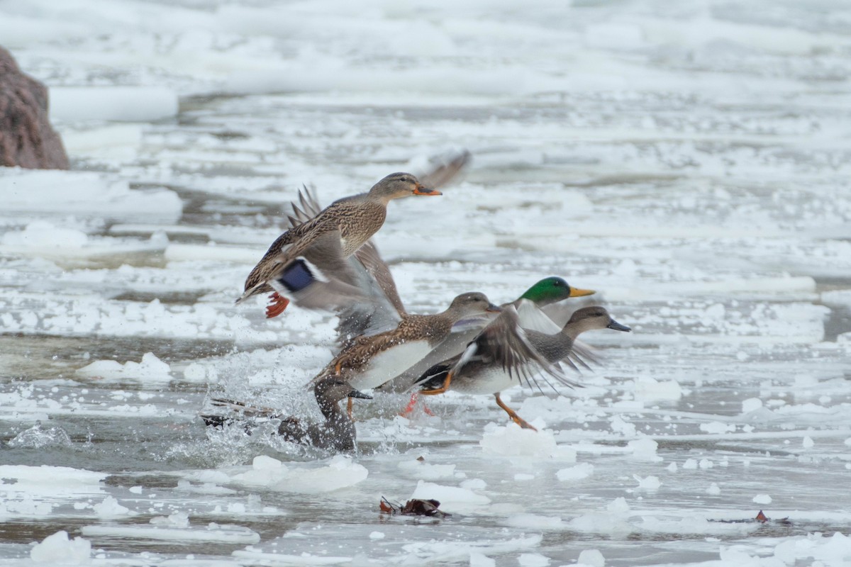 Canard chipeau - ML647907699