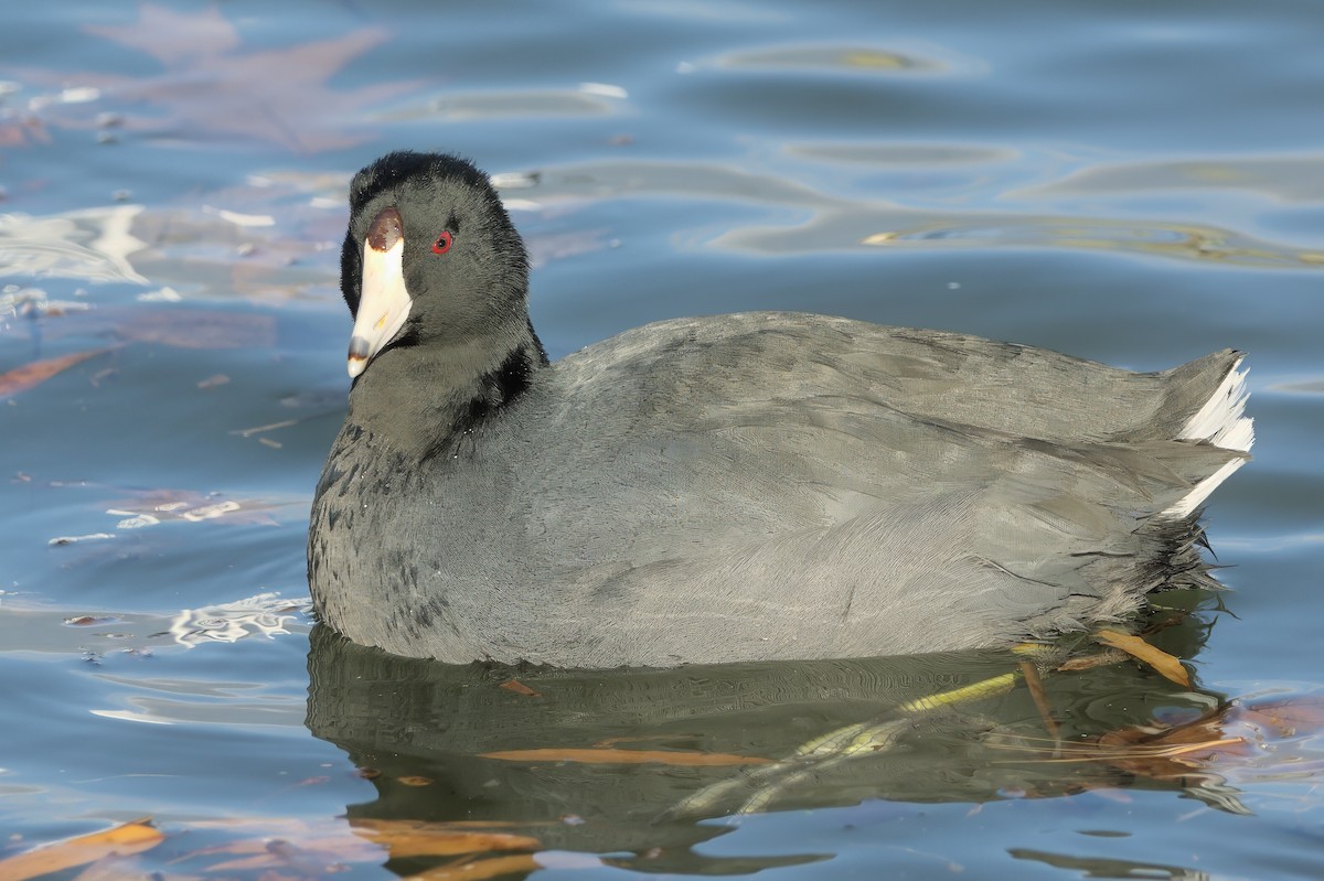 Foulque d'Amérique - ML647907707