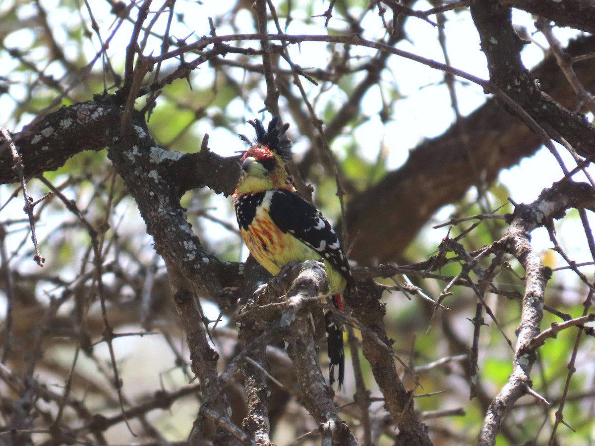 Barbican promépic - ML647907710
