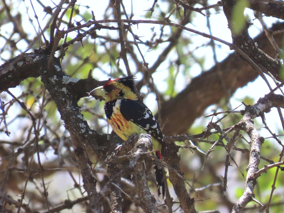 Barbican promépic - ML647907711