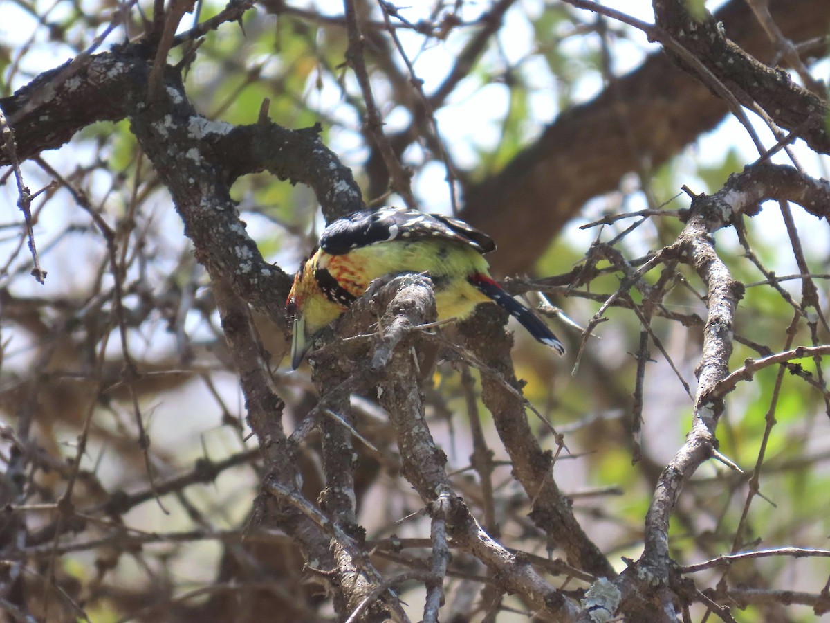 Barbican promépic - ML647907712