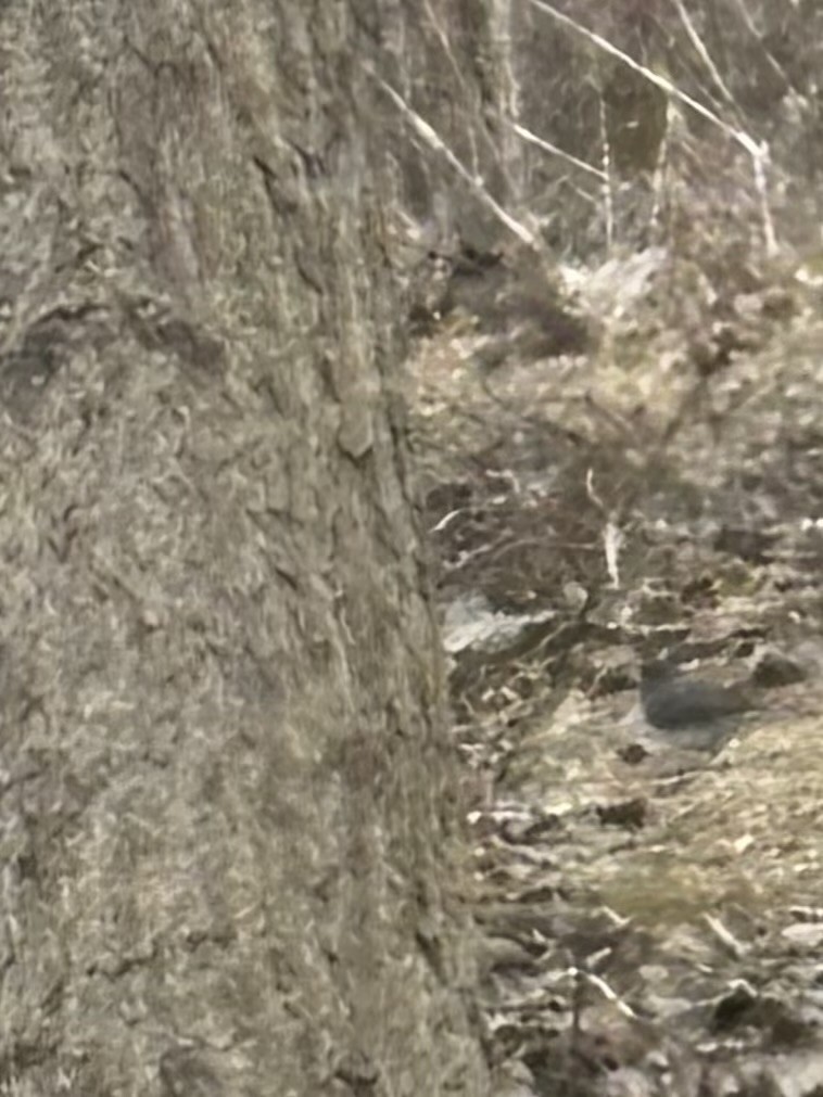 Junco ardoisé - ML647907713