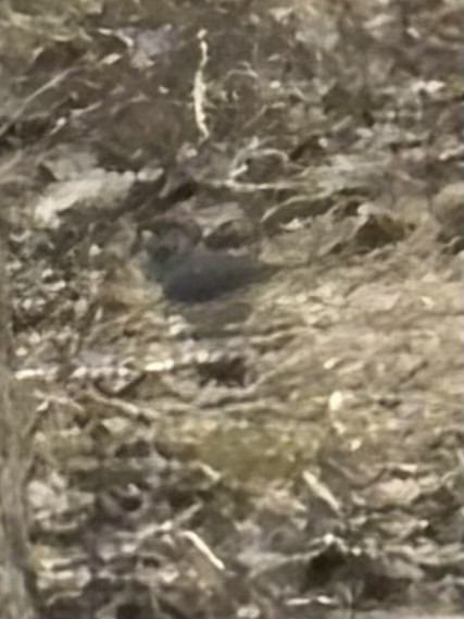 Junco ardoisé - ML647907714