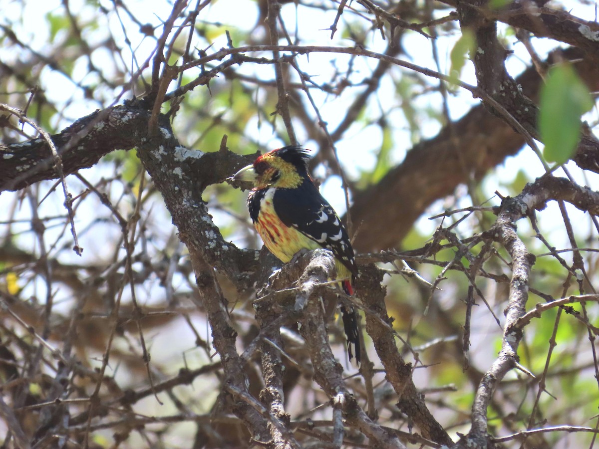 Barbican promépic - ML647907715