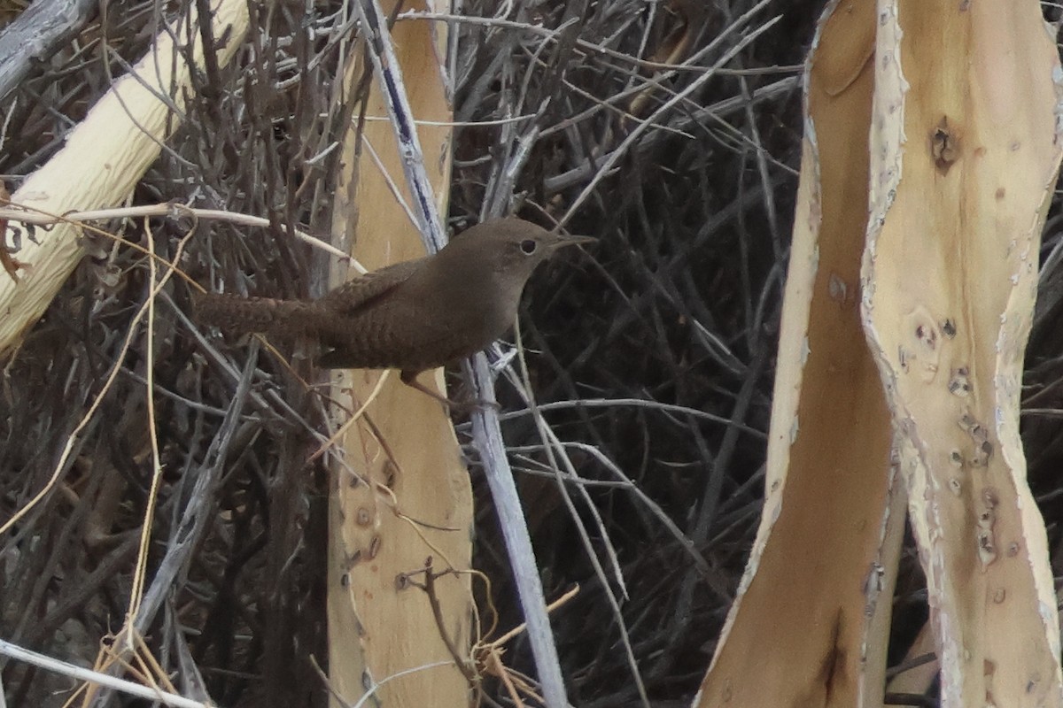 Troglodyte familier - ML647907716