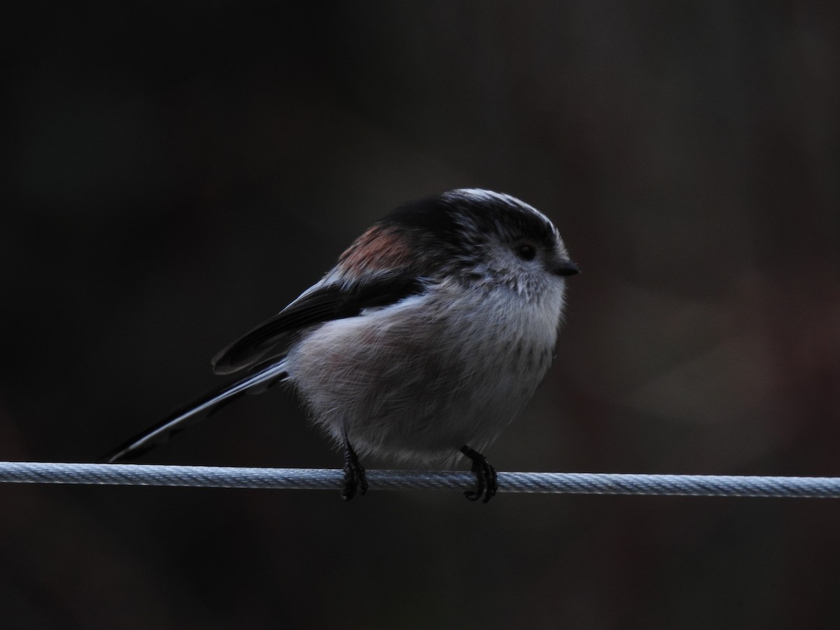 Orite à longue queue - ML647907717