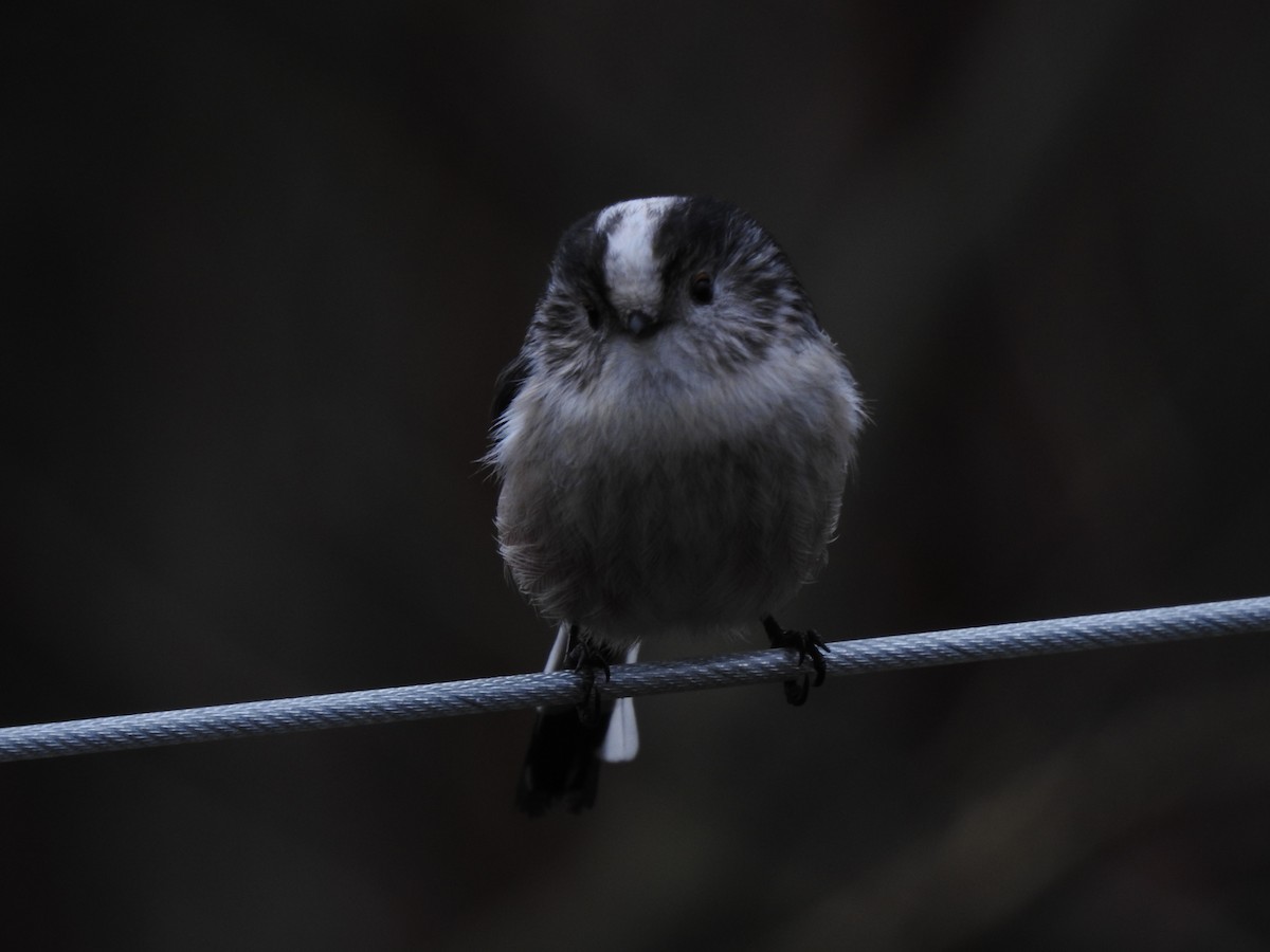 Orite à longue queue - ML647907718