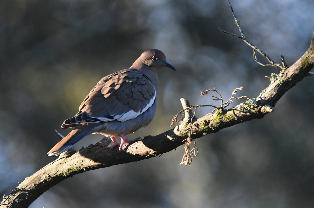 Tourterelle à ailes blanches - ML647907720