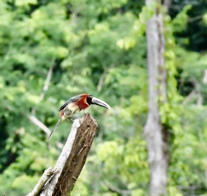 Araçari à double collier - ML647907722