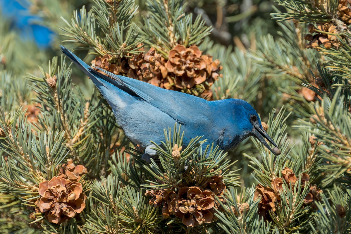 Geai des pinèdes - ML647907723