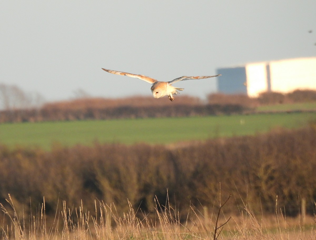 Effraie des clochers - ML647907725