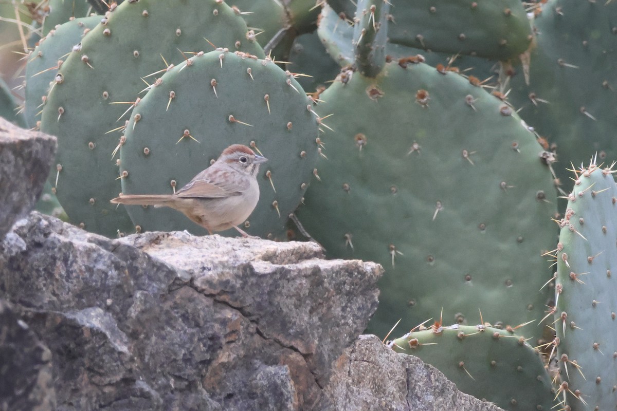 Tohi à calotte fauve - ML647907726