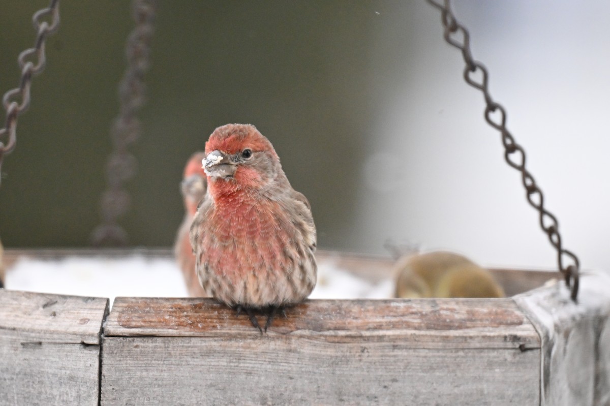 Roselin familier - ML647907727