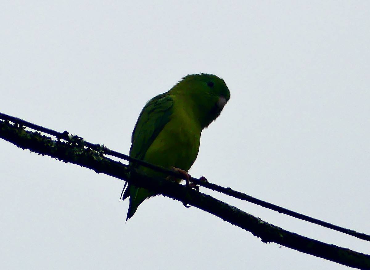 Toui à lunettes - ML647907730