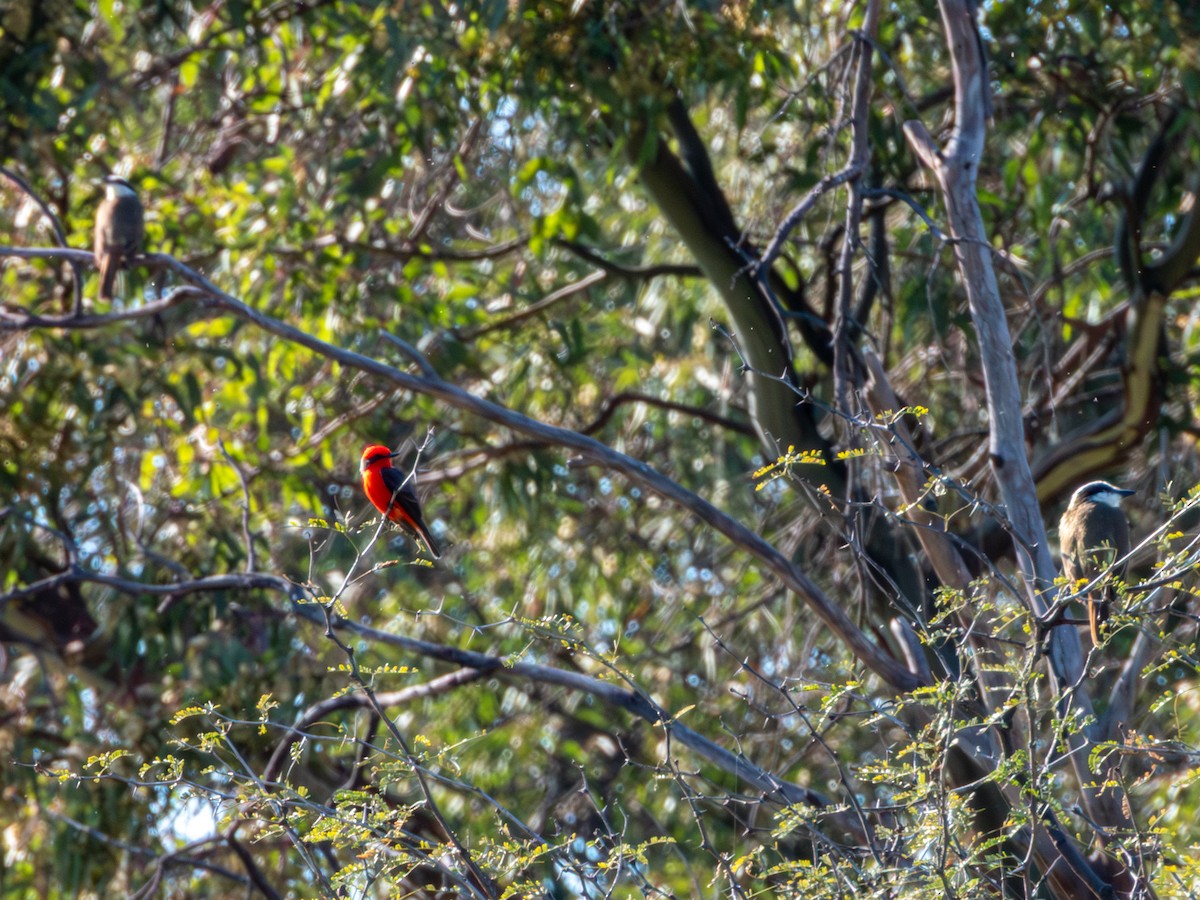 Tyran quiquivi - ML647907733