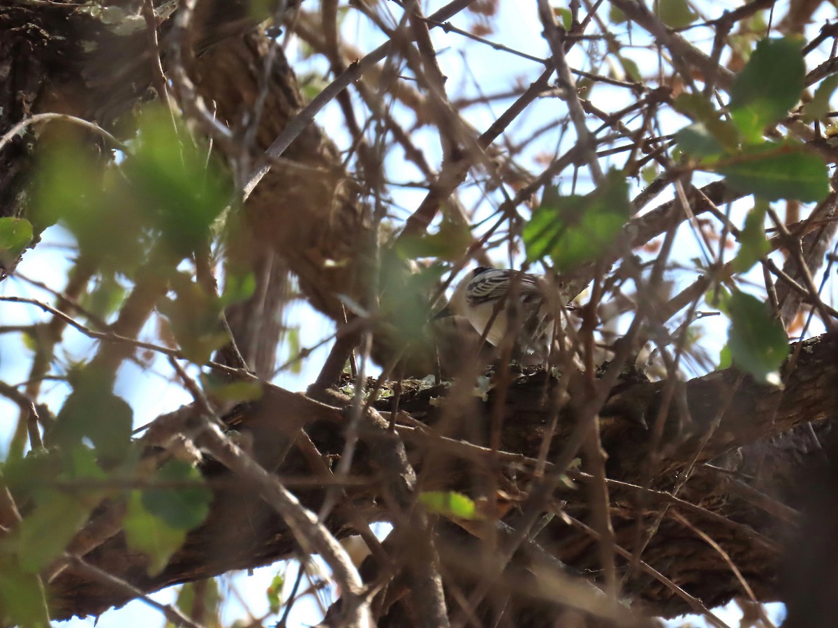 Cubla boule-de-neige - ML647907734