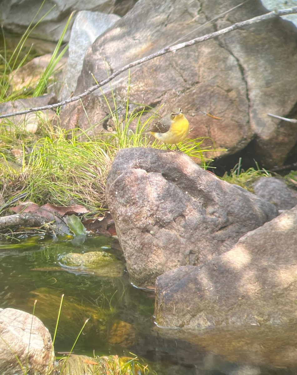 Bergeronnette des ruisseaux - ML647907735