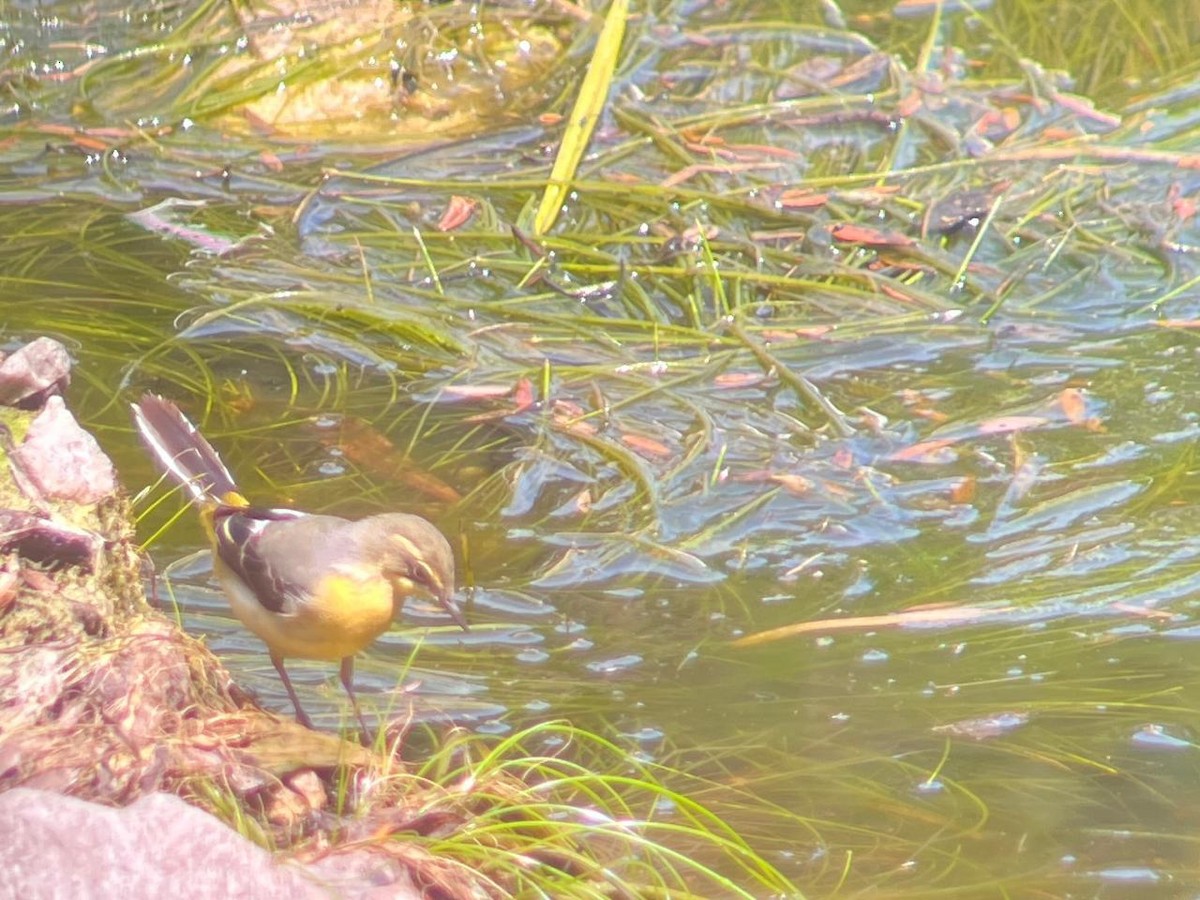 Bergeronnette des ruisseaux - ML647907736