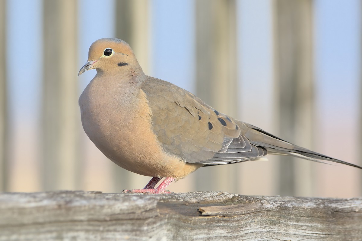 Tourterelle triste - ML647907739