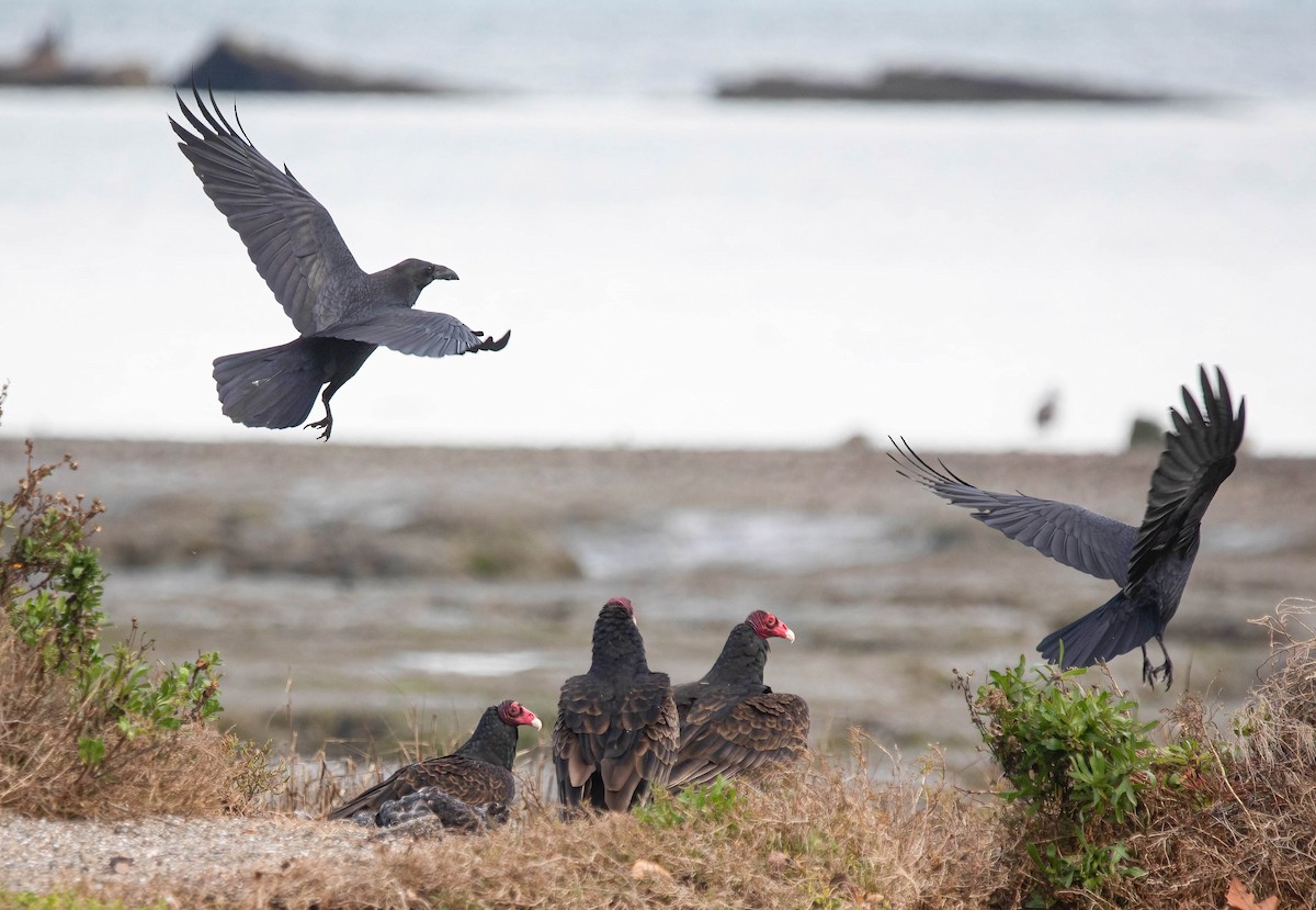 Grand Corbeau - ML647907740