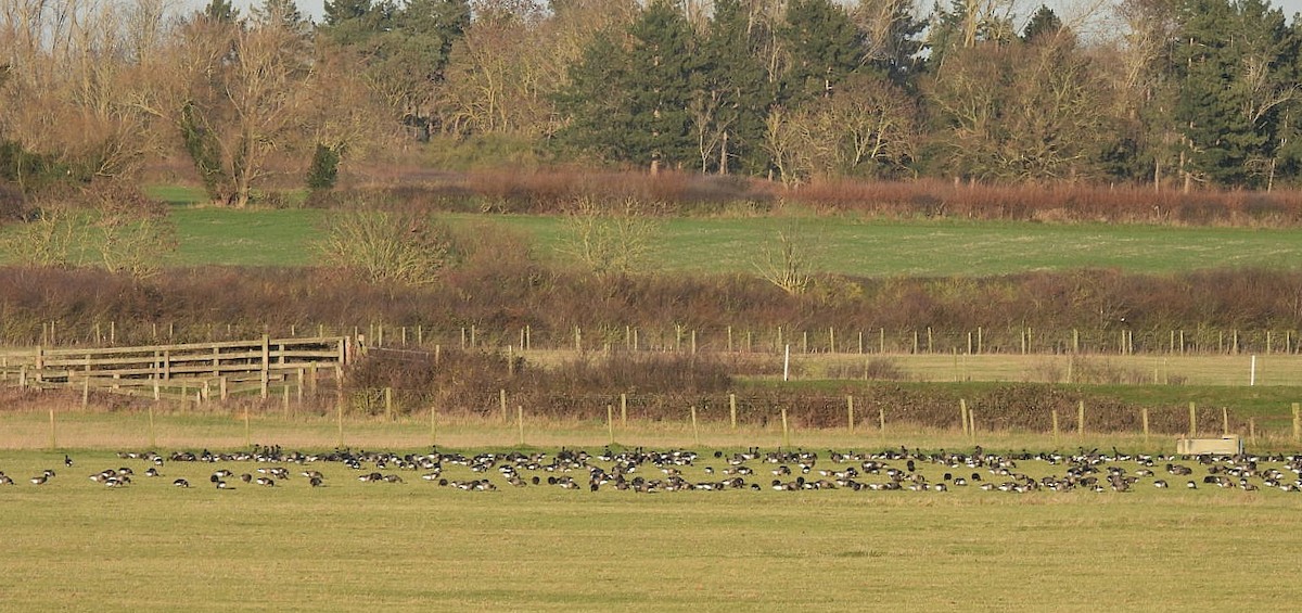 Bernache cravant (bernicla) - ML647907741