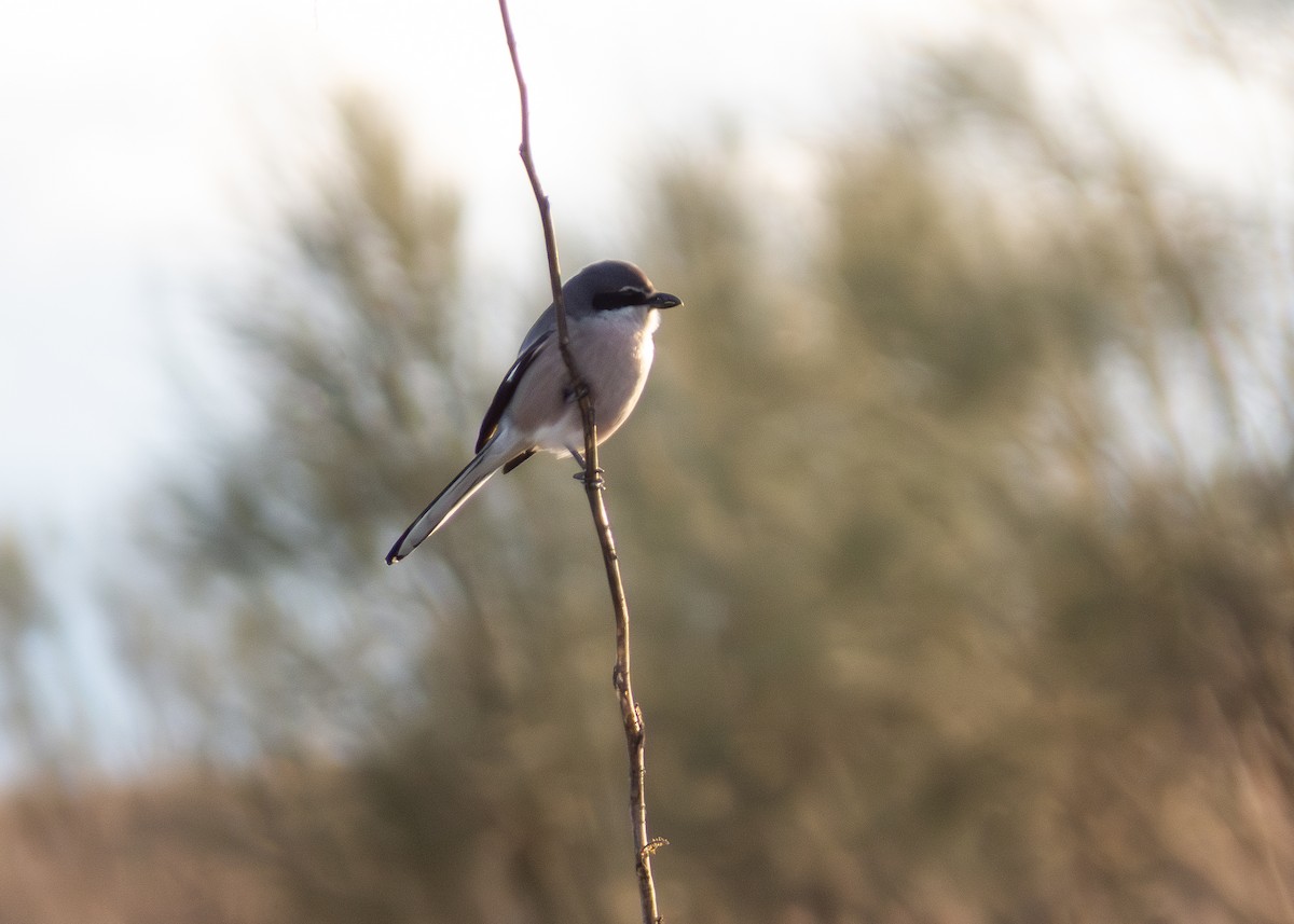 Pie-grièche méridionale - ML647907753