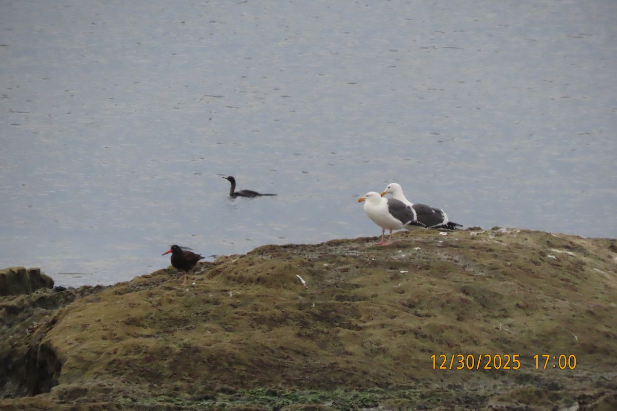 Huîtrier de Bachman - ML647907754