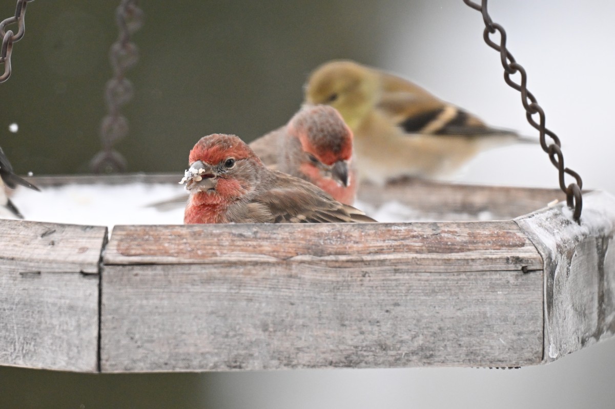 Roselin familier - ML647907756