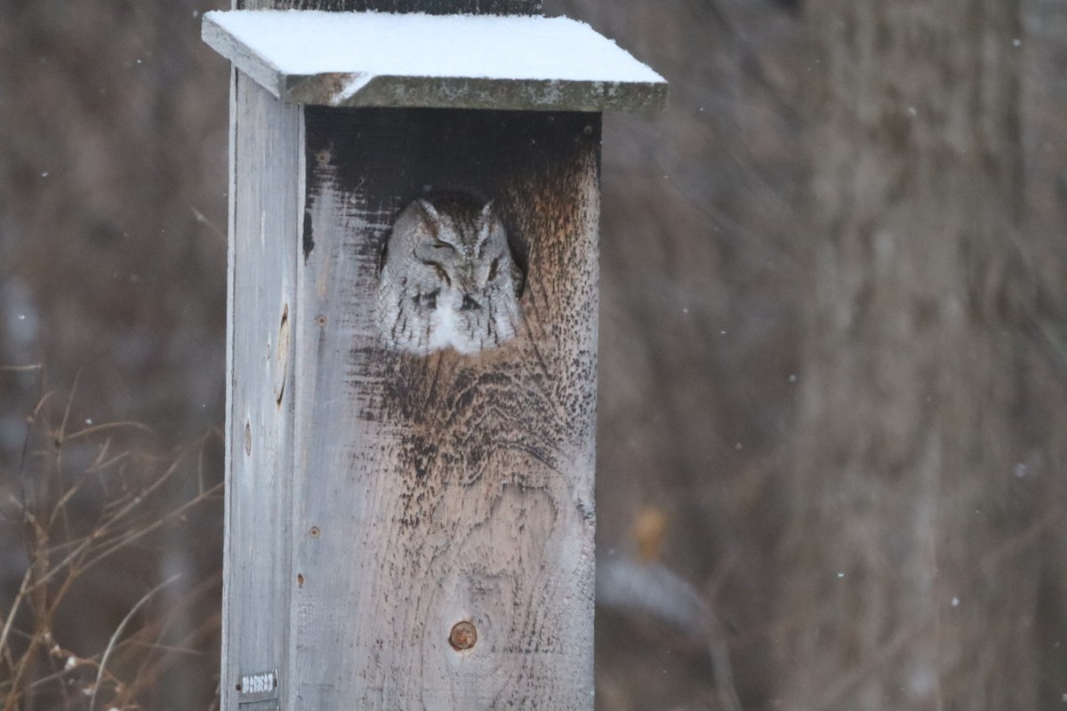 Petit-duc maculé - ML647907757