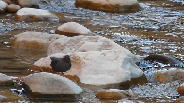 メキシコカワガラス - ML647907758