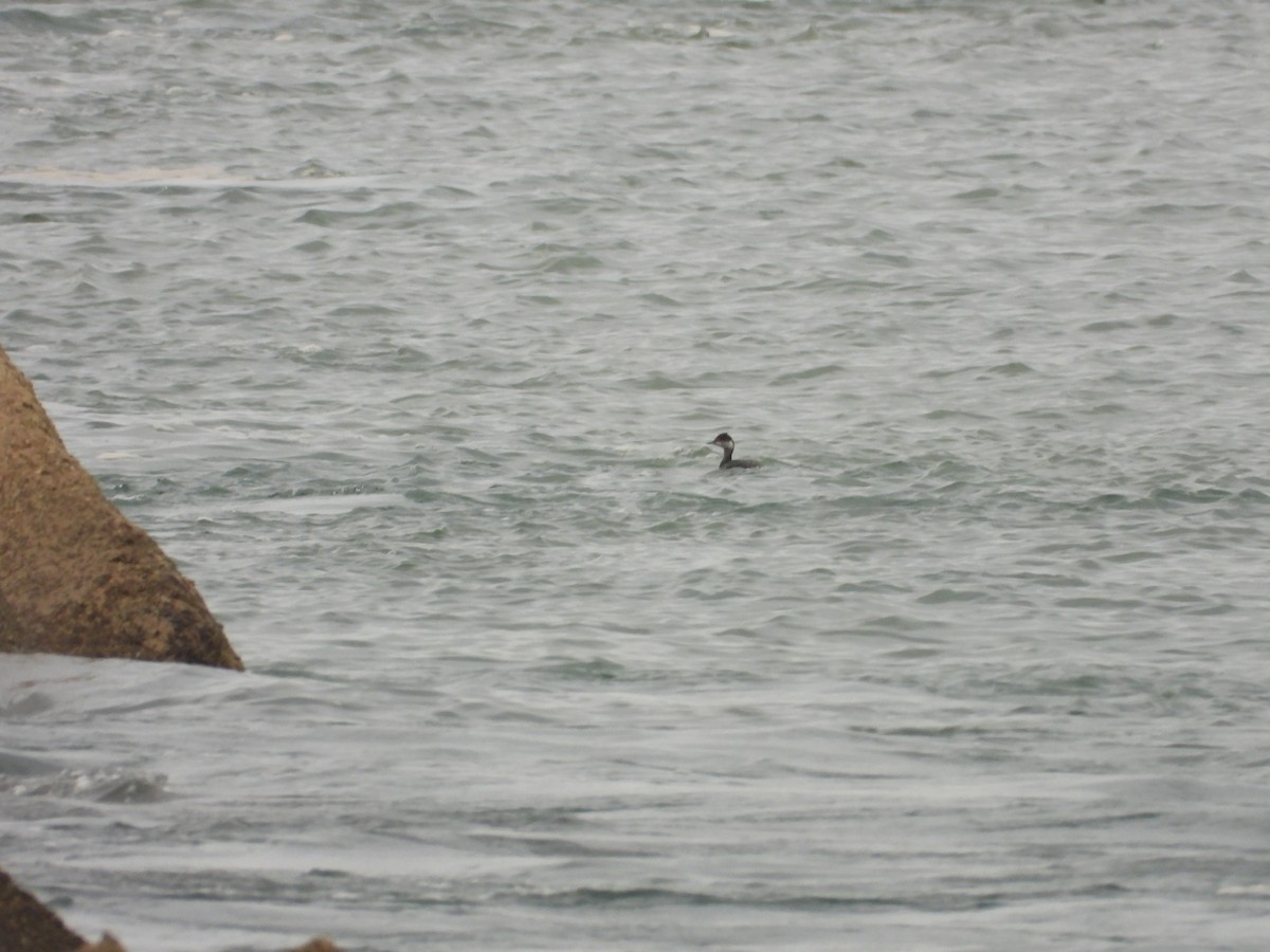 potápka černokrká - ML647907762