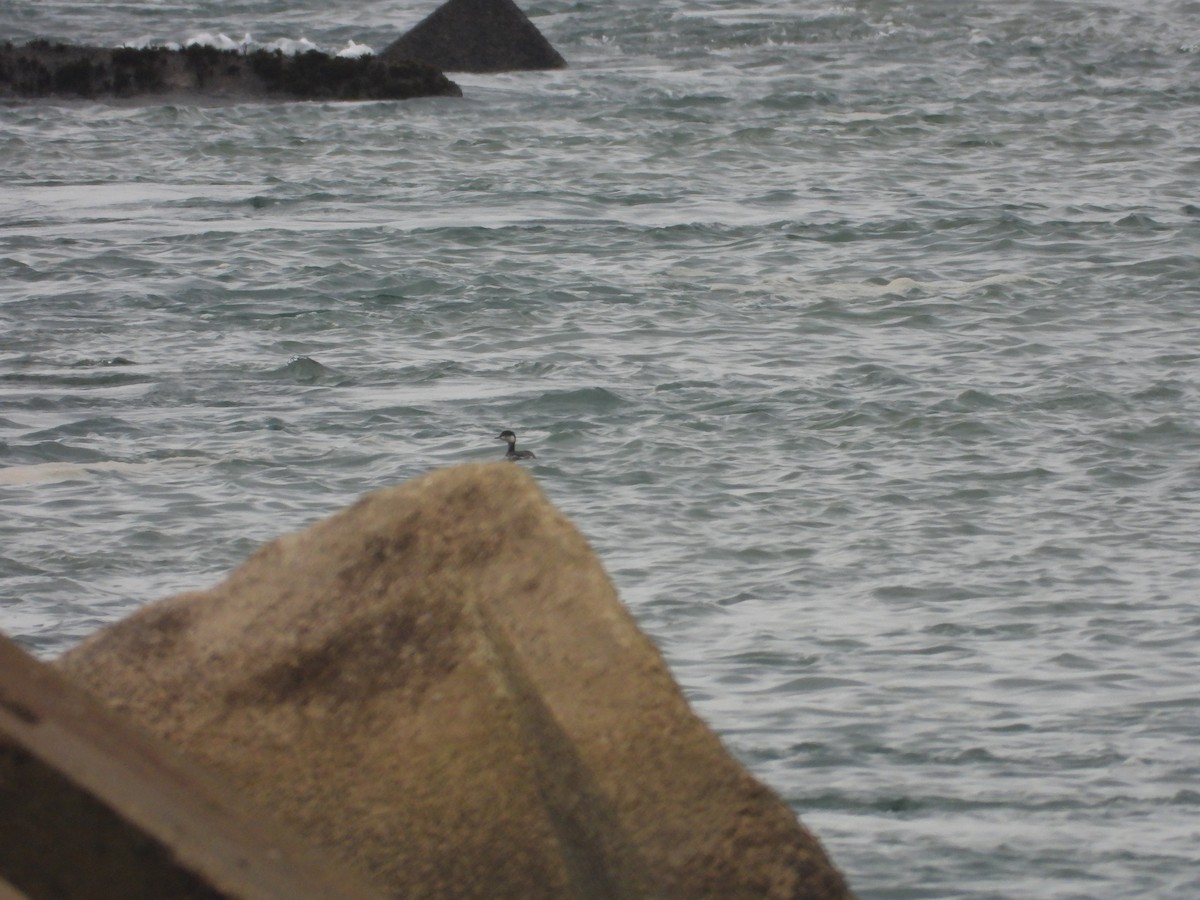 potápka černokrká - ML647907770