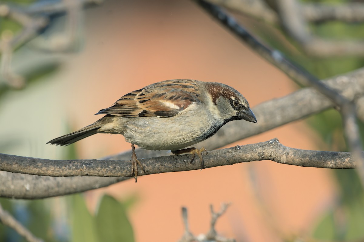 House Sparrow - ML647907772