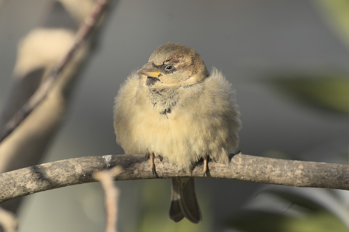 House Sparrow - ML647907773