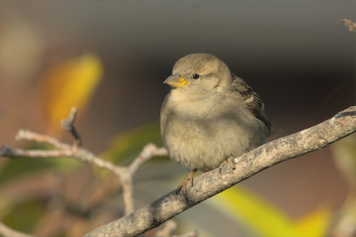 House Sparrow - ML647907774
