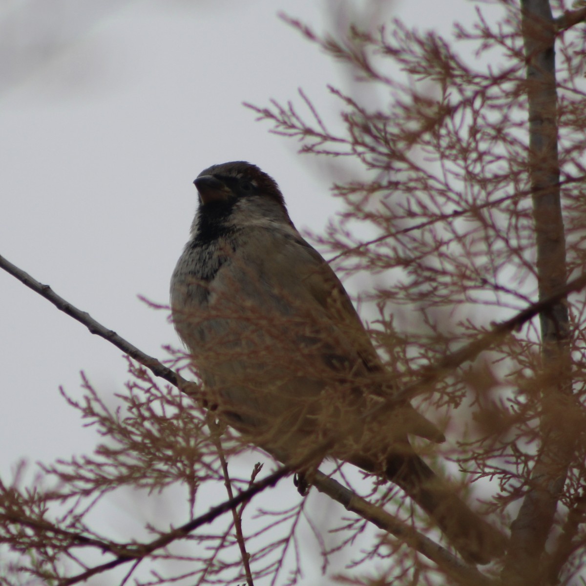 House Sparrow - ML647908077