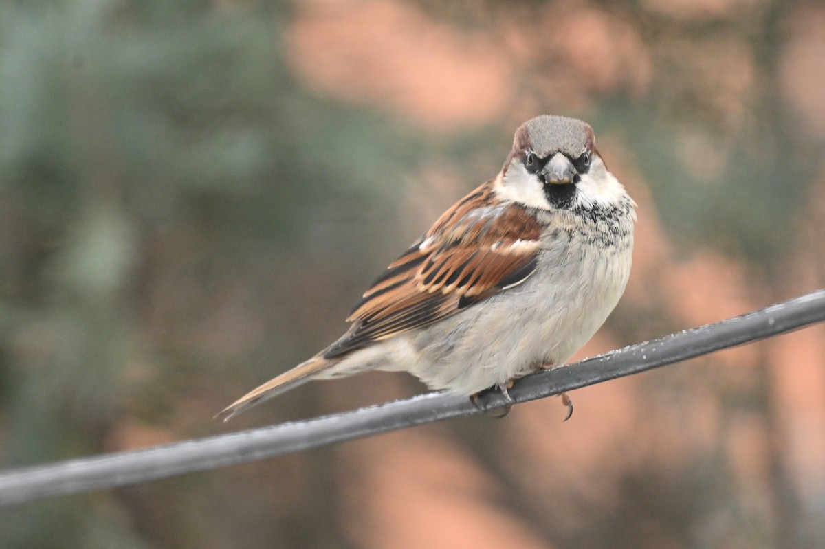 House Sparrow - ML647908081