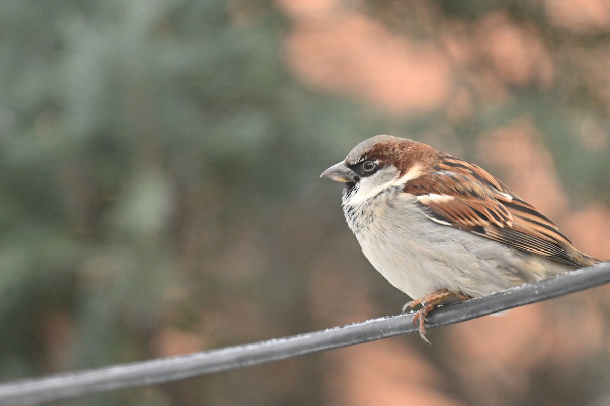 House Sparrow - ML647908084