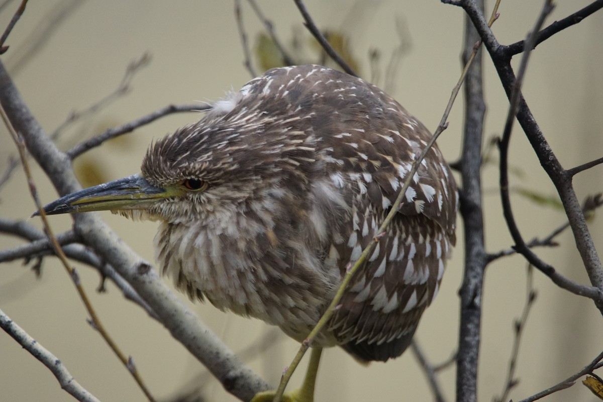 夜鷺 - ML647908220