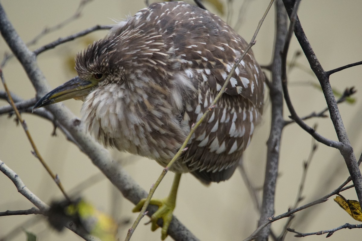 夜鷺 - ML647908221