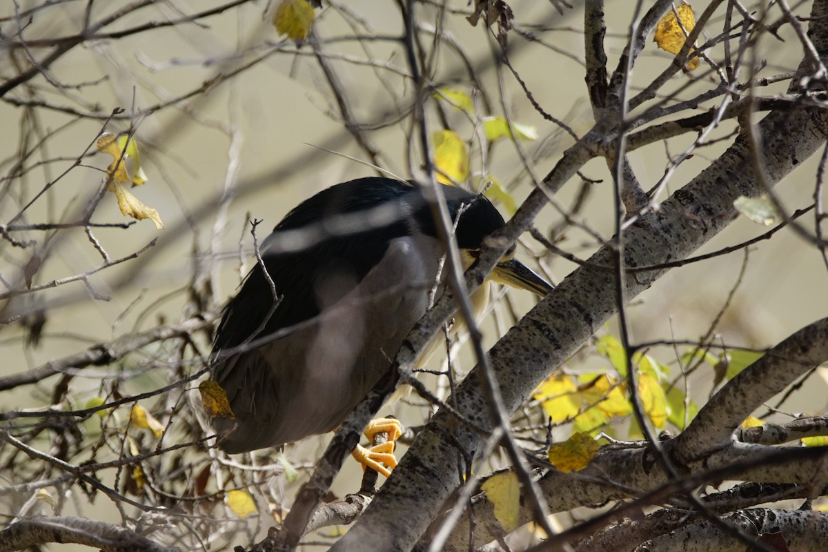 夜鷺 - ML647908222