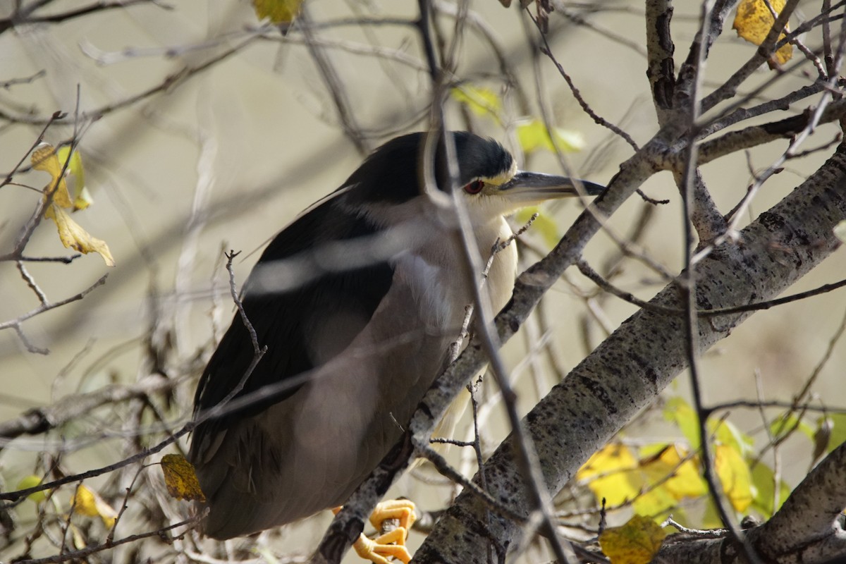 夜鷺 - ML647908223