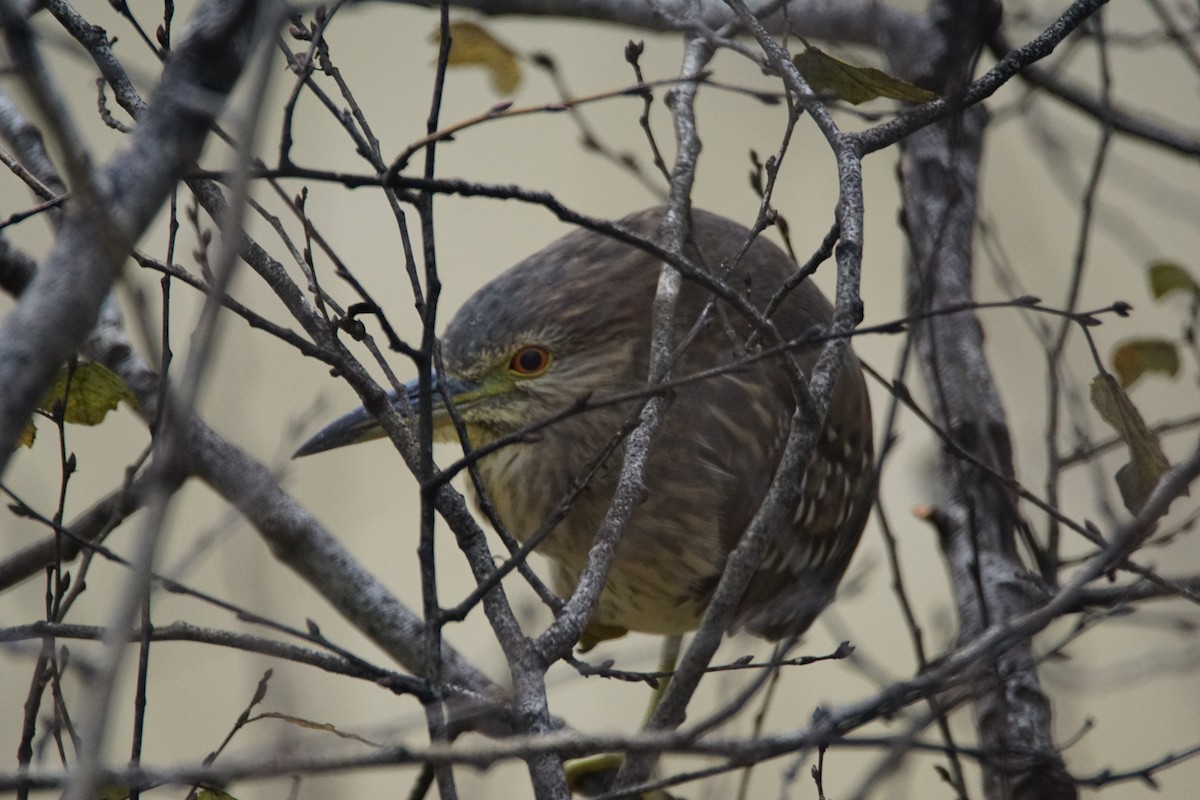 夜鷺 - ML647908224