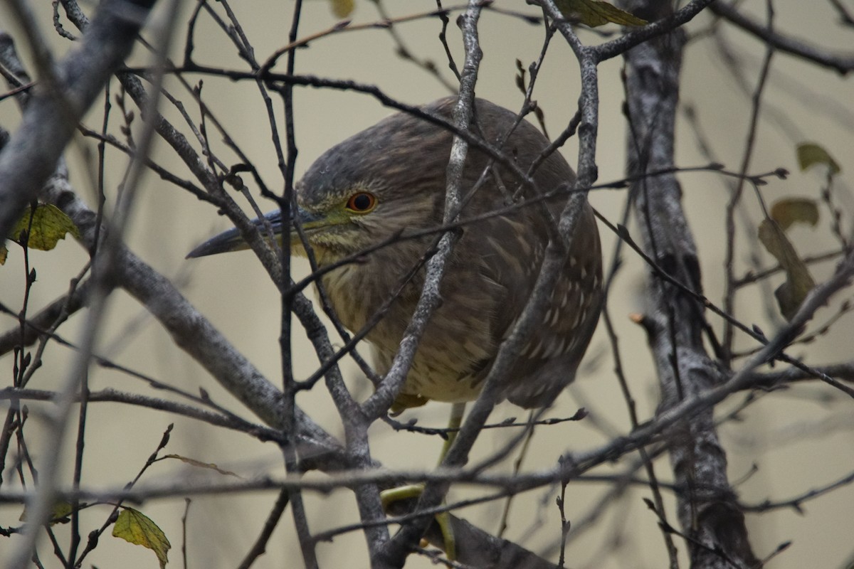 夜鷺 - ML647908225