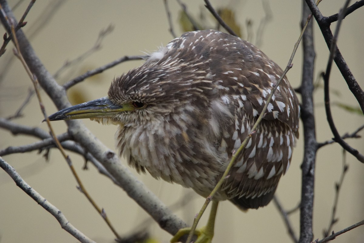 夜鷺 - ML647908226