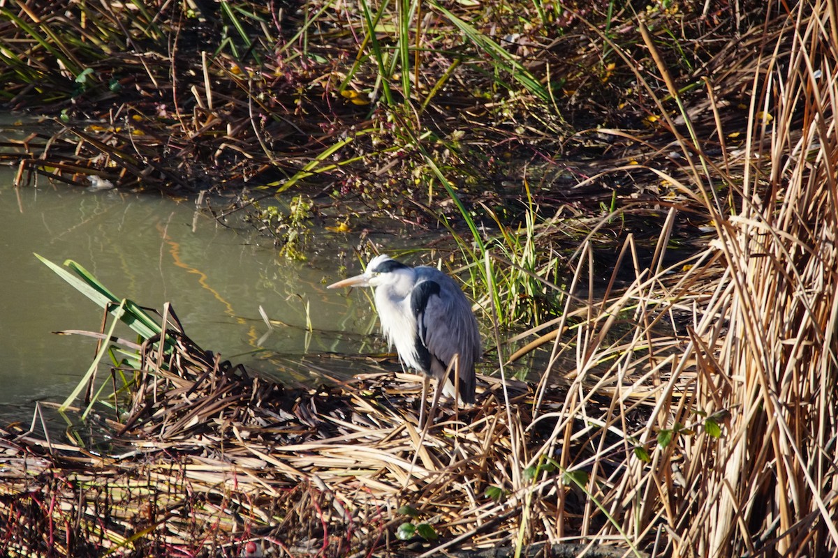 蒼鷺 - ML647908232