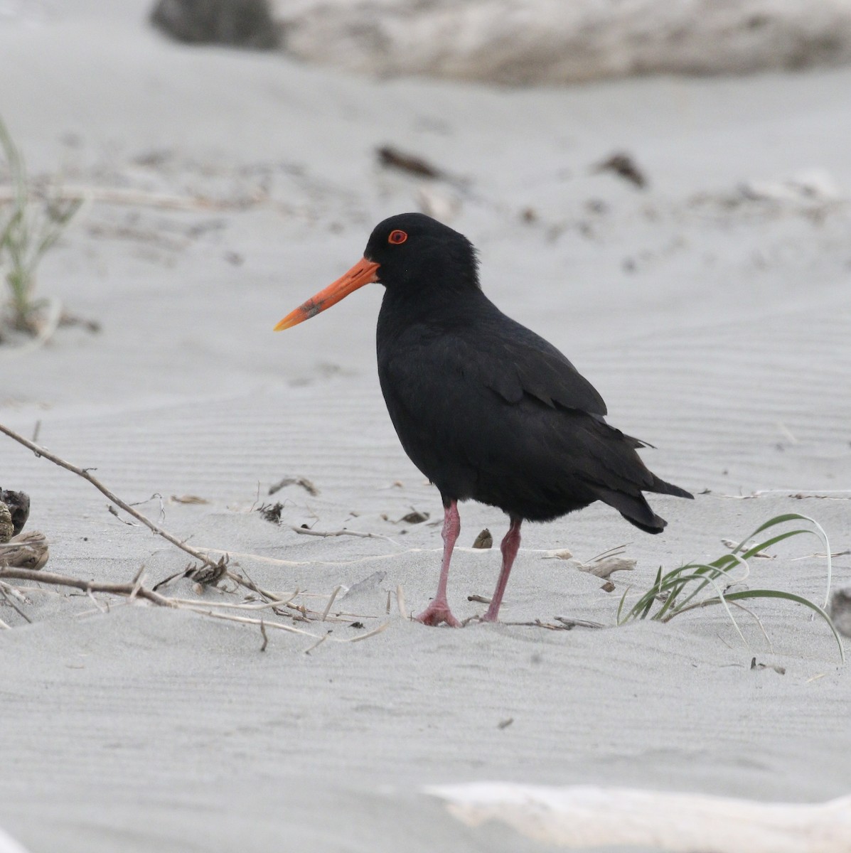 Variable Oystercatcher - ML647908234