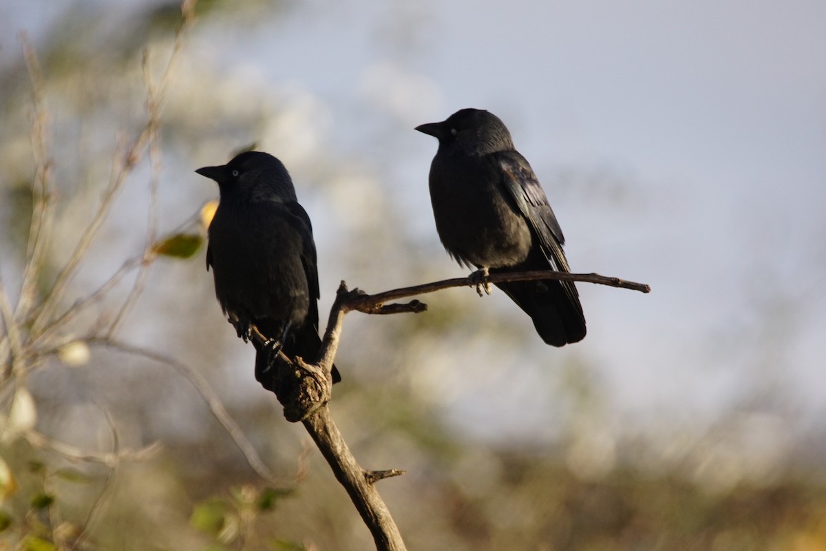 Eurasian Jackdaw - ML647908236