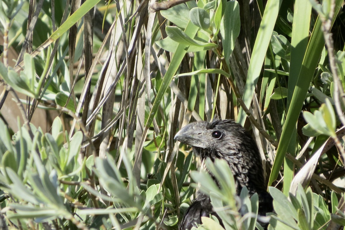 Smooth-billed Ani - ML647908237